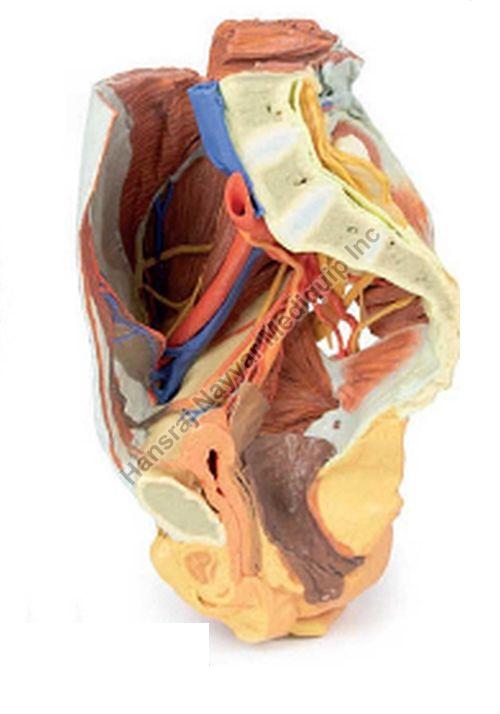 Female Right Pelvis 3D Anatomical Model