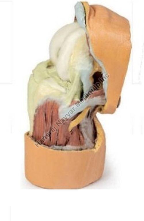Flexed Knee Joint Deep Dissection 3D Anatomical Model