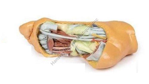 Foot Deep Plantar Structures 3D Anatomical Model