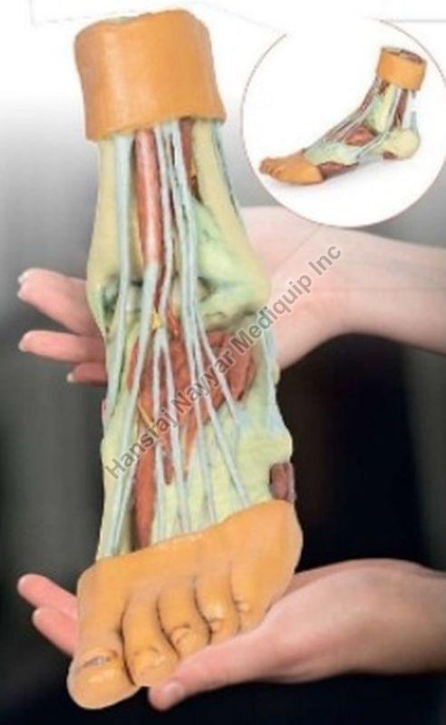 Foot  Plantar Structures 3D Anatomical Model