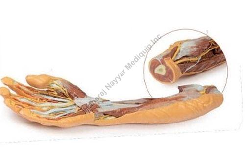 Forearm and Hand 3D Anatomical Model