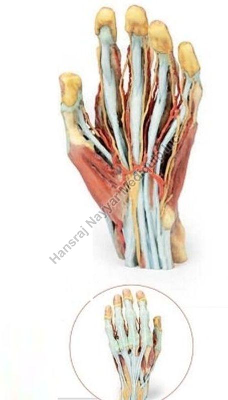 Hand & Arm 3D Anatomical Model