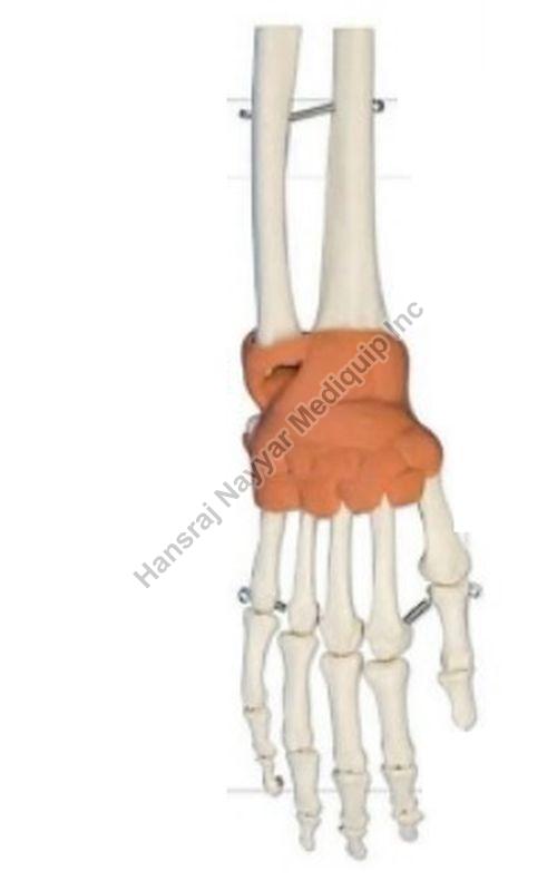 Hand with Ligaments Wrist Anatomical Model