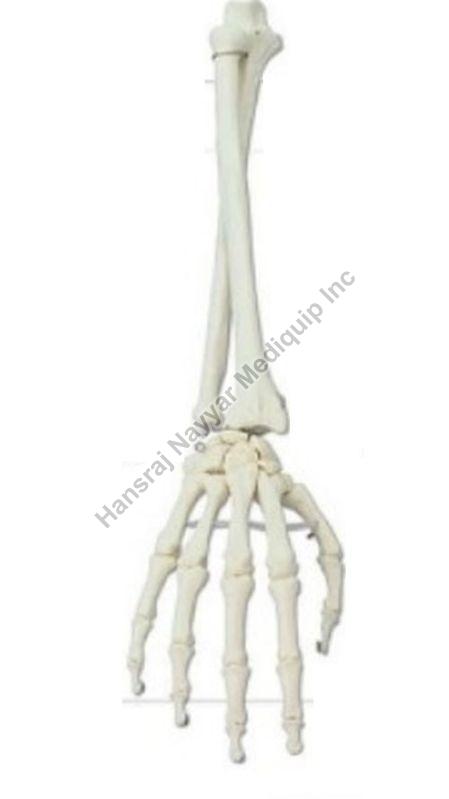 Hand with Lower Arm Anatomical Model