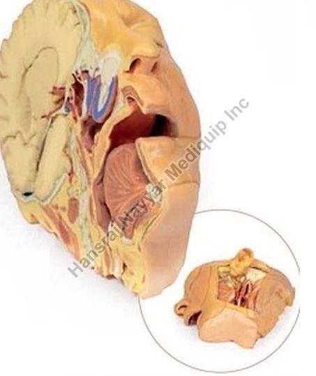 Head and Neck 3D Anatomical Model