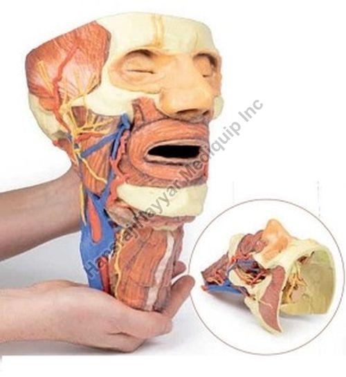Head and Visceral Column 3D Anatomical Model