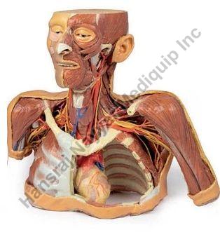 Head.Neck and Shoulder with Angiosomes 3D Anatomical Model