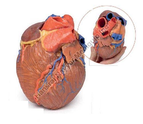 Heart 3D Anatomical Model
