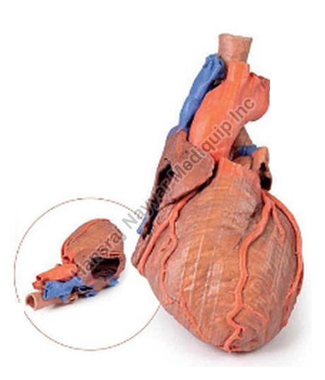 Heart and Distal Trachea,Carina and Primary Bronchi 3D Anatomical Model