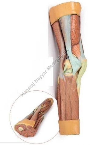 Lower Limb Supereficial Musculature 3D Anatomical Model