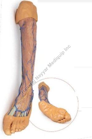 Lower Limb Supereficial Veins 3D Anatomical Model