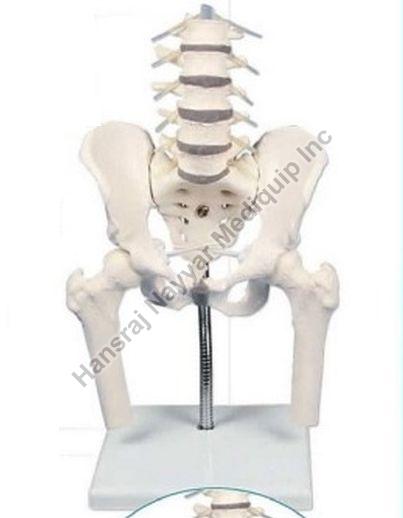 Lumbar Spine with Pelvis and Femoral Stumps 3D Anatomical Model