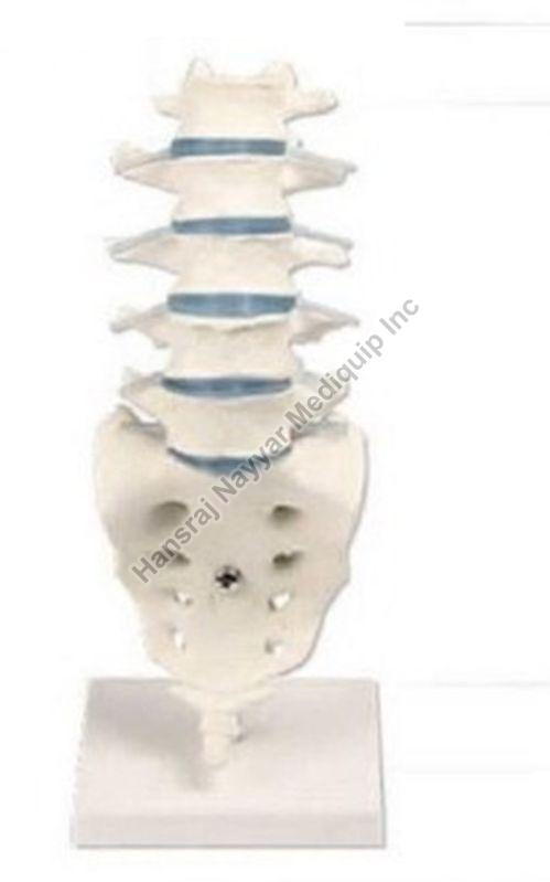 Lumbar Vertebral Column 3D Anatomical Model