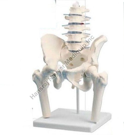 Lumbar Vertebral Column with Pelvis and Femur Stumps 3D Anatomical Model