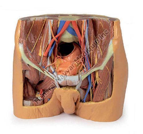 Male Pelvis 3D Anatomical Model