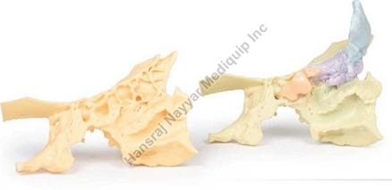 Paranasal Sinus 3D Anatomical Model