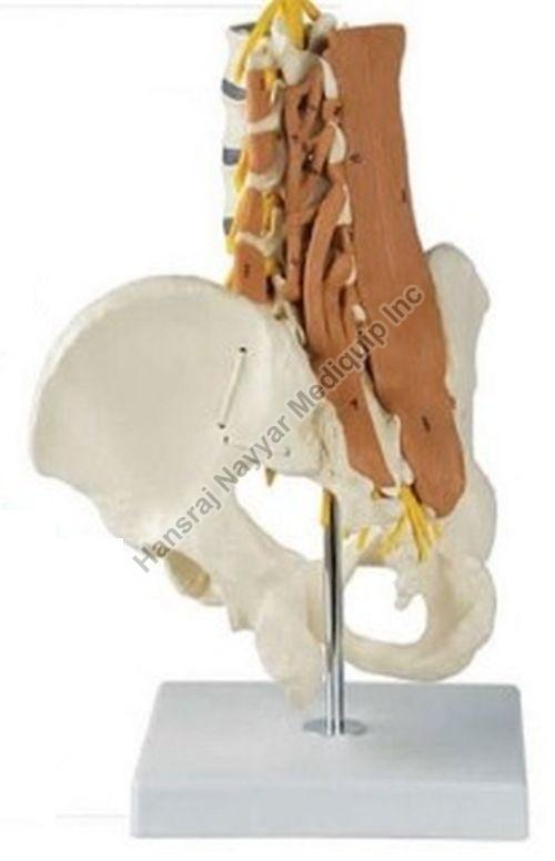 Pelvis, Lumbar Spine and Lumbar Mucles 3D Anatomical Model