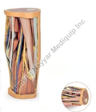 Popliteal Fossa 3D Anatomical Model