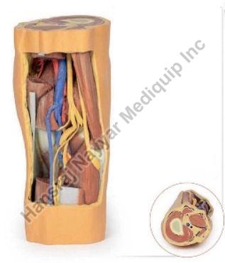 Popliteal Fossa Distal Thighand Proximal Leg 3D Anatomical Model