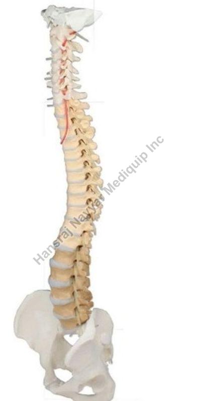 Professional Spine 3D Anatomical Model