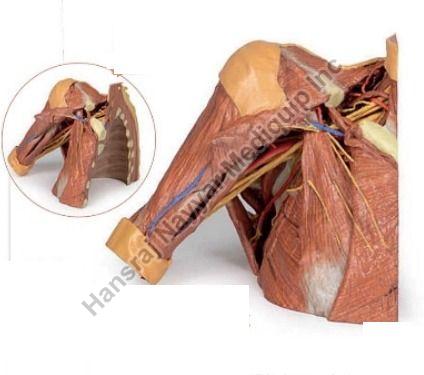 Right Thoracic Wall 3D Anatomical Model
