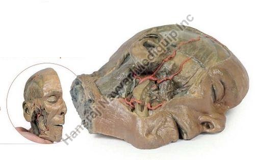 Sagittal Section Head with Infratemporal Fossa Dissection 3D Anatomical Model