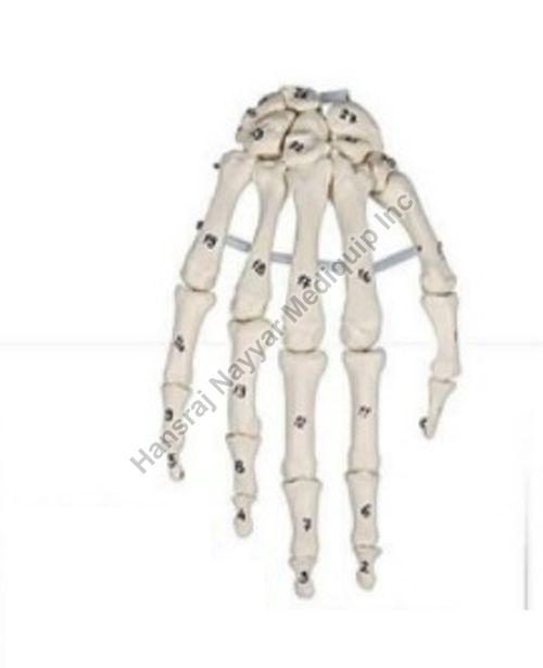 Skeleton Hand with Bone Numbering Anatomical Model