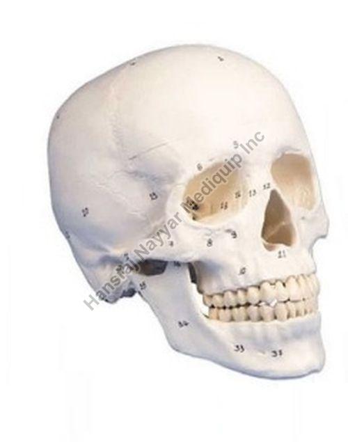 Skull 3D Anatomical Model