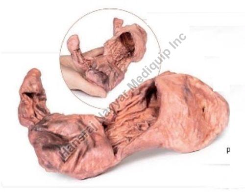 Stomach 3D Anatomical Model