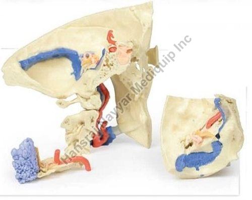 Temporal Bone 3D Anatomical Model