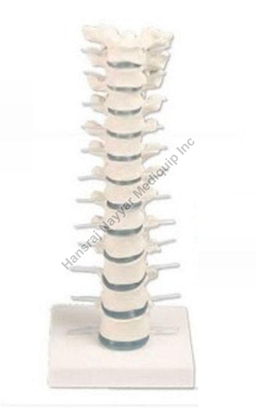 Thoracic Vertebral Column 3D Anatomical Model