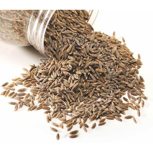 Fresh Cumin Seeds