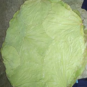 10 Inch Siali Leaf Plates