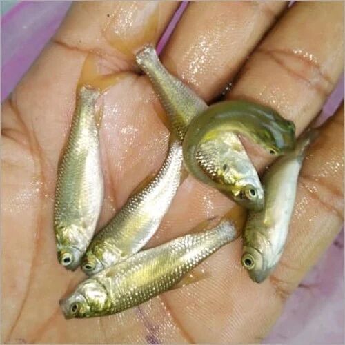 Rohu Fish Seed