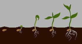 Root Plus Plant Growth Regulators