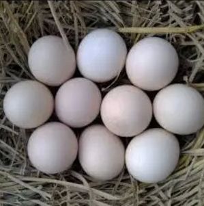 Pure Desi White Chicken Egg