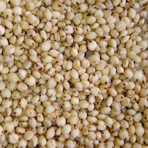 Jowar Seeds