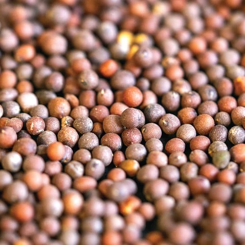 Mustard Seeds