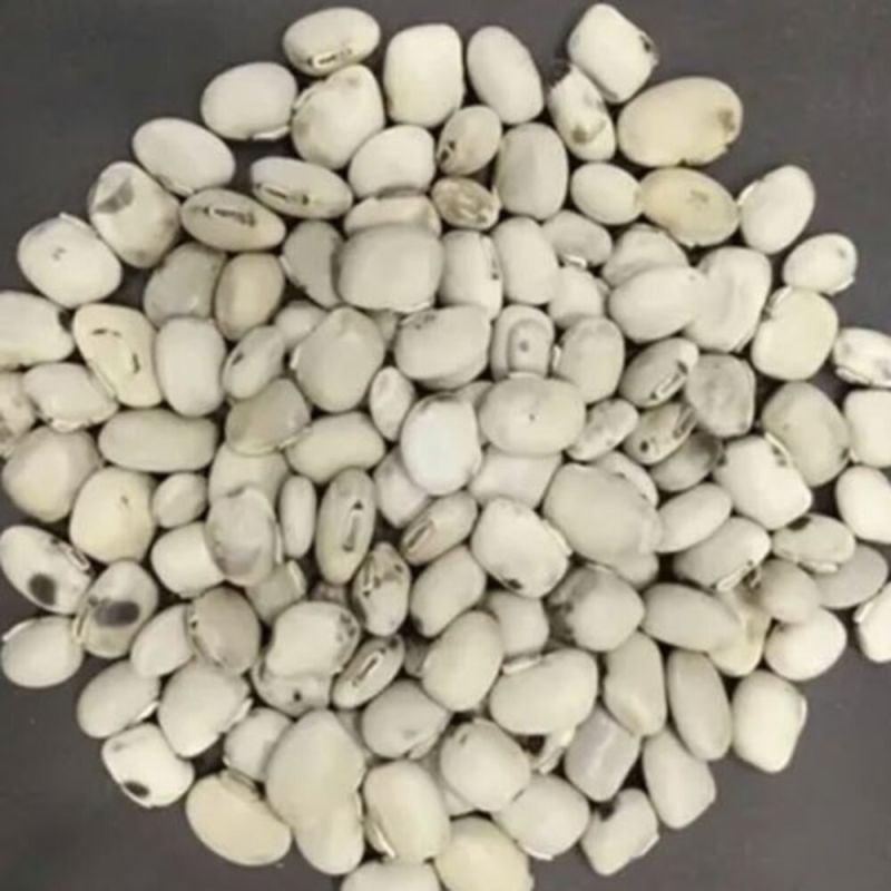 White Koch Seed