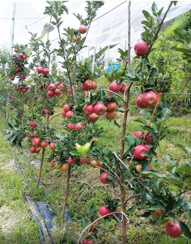 Apple Plant