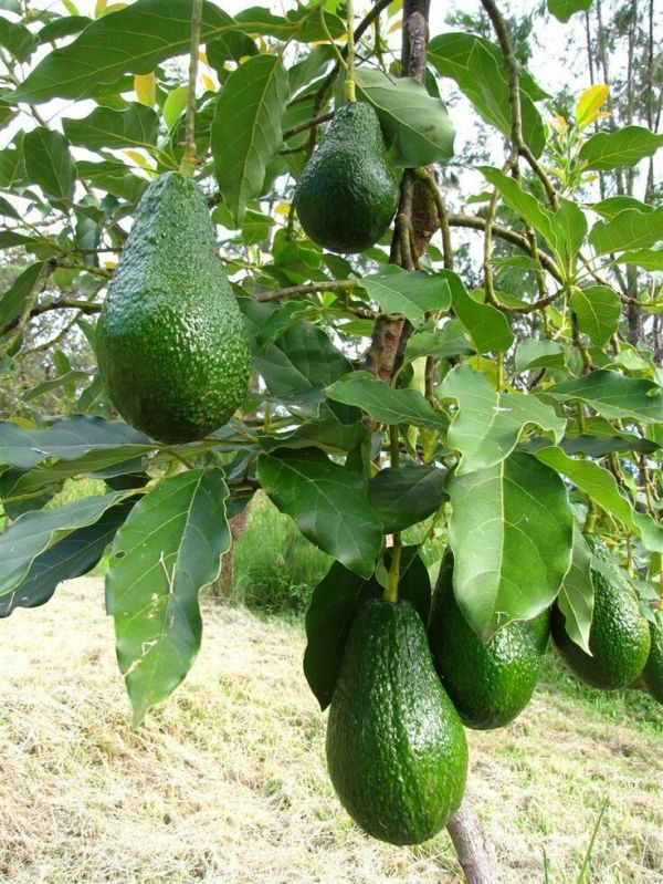 Avocado Plant