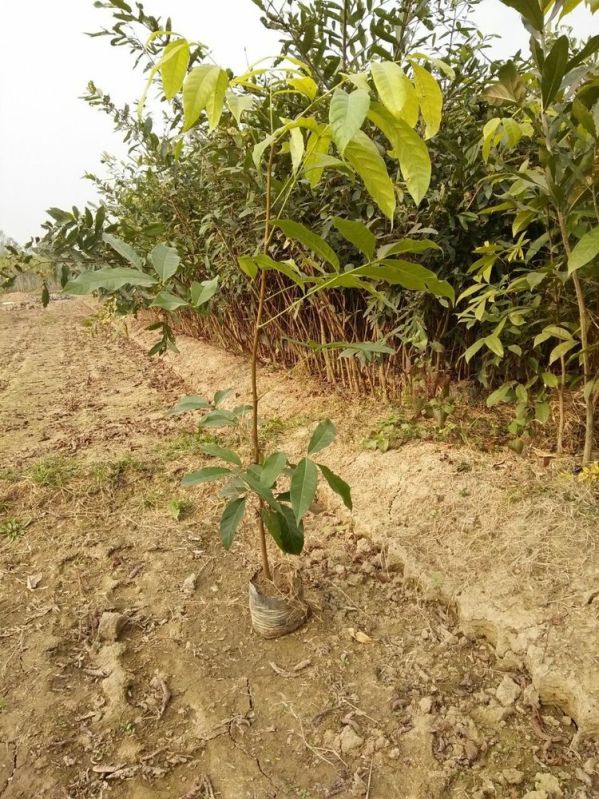 Mahogany Plant