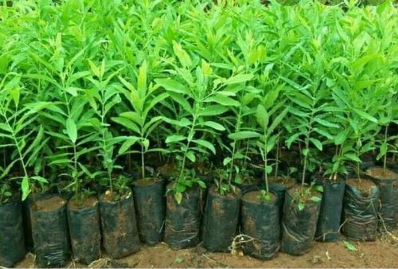 Red Sandalwood Plant