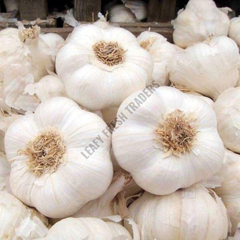 fresh garlic
