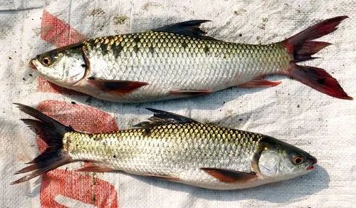Fresh Carp Fish