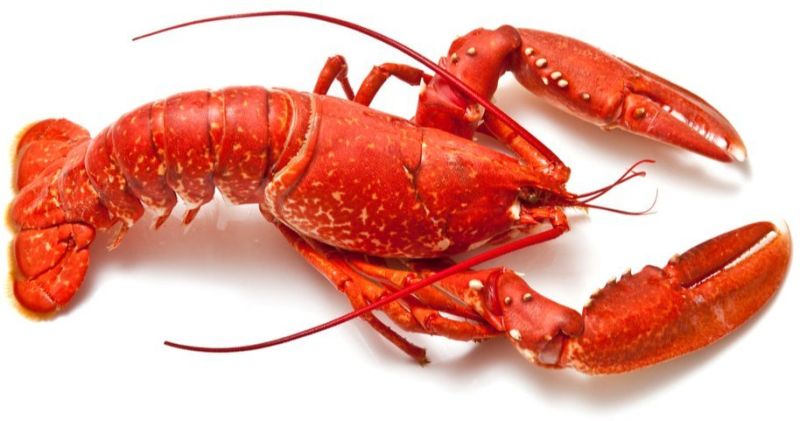 Fresh Lobster