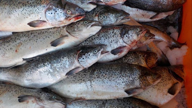 Fresh Salmon Fish
