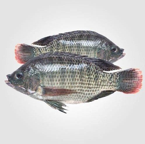 Fresh Tilapia Fish