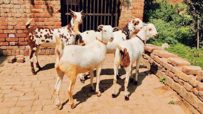 White Barbari Goat