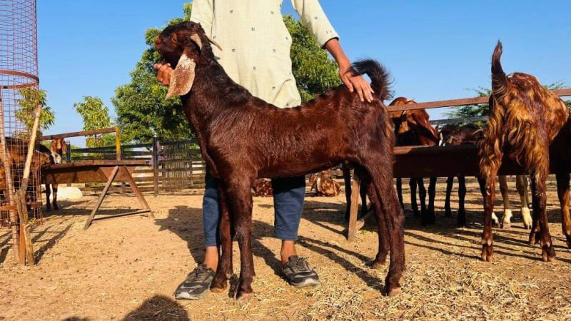 Sirohi Brown Live Goat